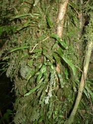 Notogrammitis billardierei. Mature plants with erect rhizomes growing epiphytically on a trunk.
 Image: L.R. Perrie © Leon Perrie CC BY-NC 3.0 NZ